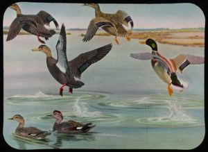 Image: Mallard, Black Duck, Red-Legged Black Duck, Gadwall